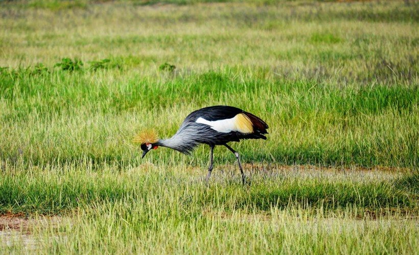 Birds-of-Amboseli-National-Park