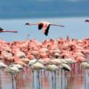 Lake-Nakuru-National-Park