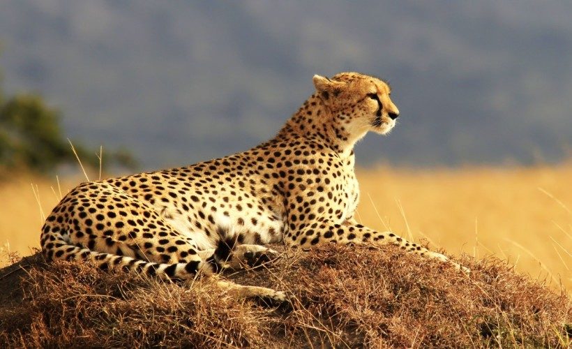 cheetah-mara