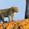 leopard-mara