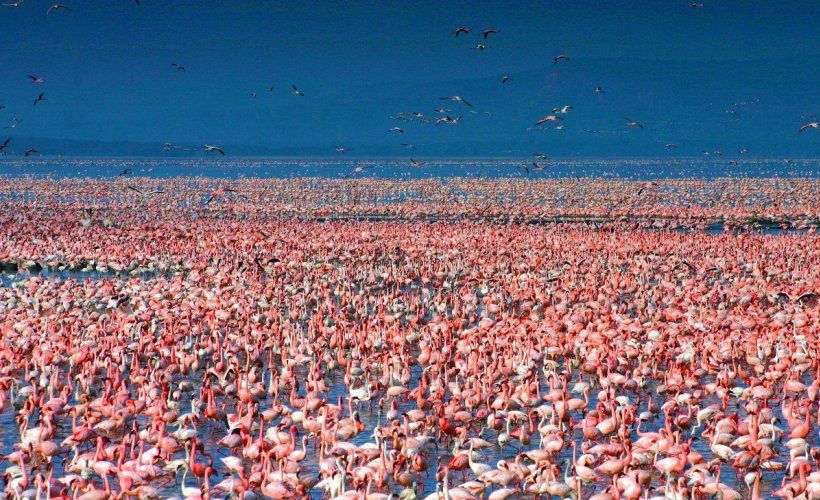 Flamingoes-Lake-Nakuru