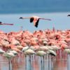 Lake-Nakuru-National-Park