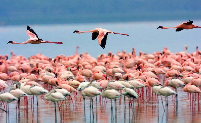 Lake-Nakuru-National-Park