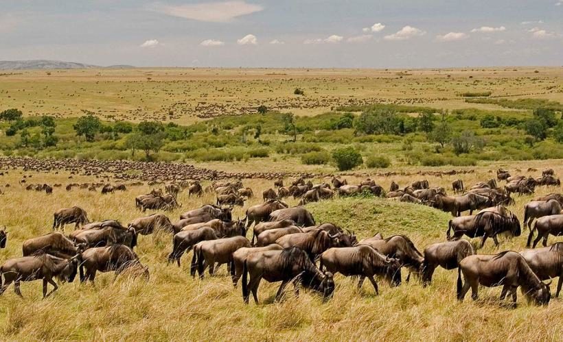 Mara-wildebeest