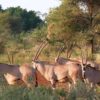 Oryx-at-Samburu