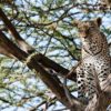 Samburu_safaris