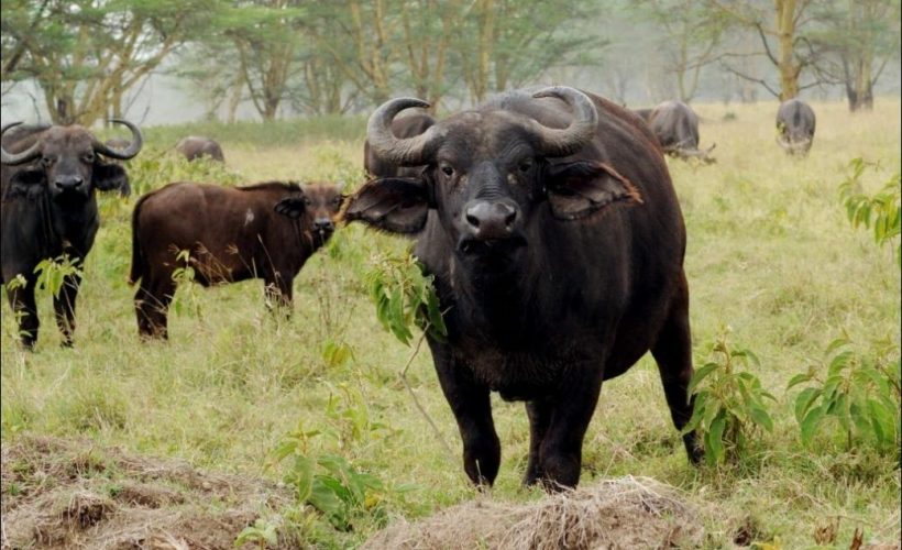 bufallo-lake-nakuru