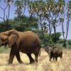 samburu-elephants