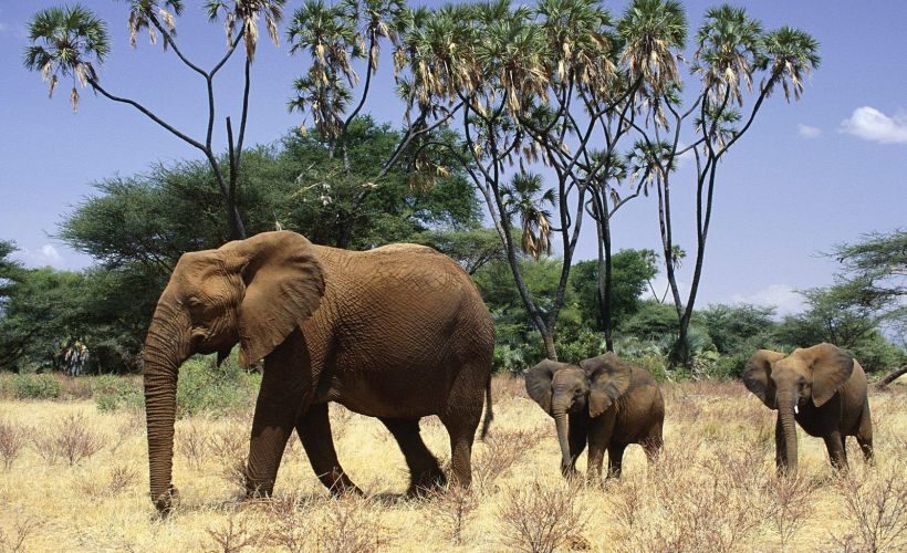 samburu-elephants